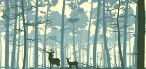 land-management-maximize-timber-valuation-and-improve-wildlife-habitat-702x336